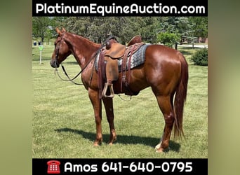 American Quarter Horse, Gelding, 4 years, 15.2 hh, Chestnut, in Zearing IA,