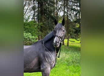 Cheval de sport allemand, Hongre, 13 Ans, 168 cm, Noir, in Schmilau,