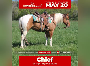 Paint Horse, Wallach, 6 Jahre, 152 cm, Schecke, in Charleston,