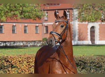 Hengst 2 Jahre