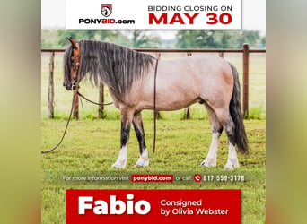 Quarter Pony, Wallach, 9 Jahre, Roan-Bay, in Lipan, TX,