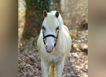 Welsh-A, Ruin, 3 Jaar, 118 cm, Palomino, in Aalten