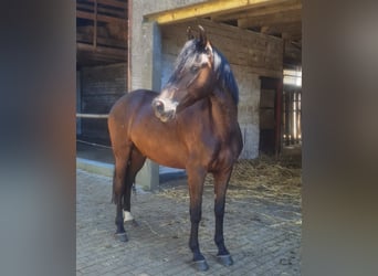 GITANO