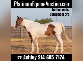 Paint Horse, Hongre, 11 Ans, 152 cm, Bai cerise, in WEATHERFORD, TX,