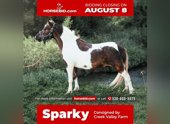 Plus de poneys/petits chevaux, Hongre, 6 Ans, 89 cm, in Apple Creek, OH,