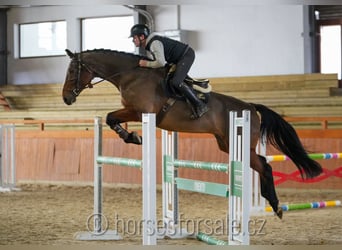 Czech Warmblood, Stallion, 9 years, 17.1 hh, Brown, in Region Prag,
