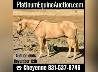 Quarter horse américain, Hongre, 13 Ans, 155 cm, Palomino, in Bitterwater CA,