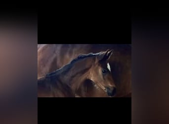 Koń oldenburski, Klacz, Źrebak (03/2026), Skarogniada, in Vechta