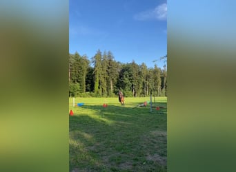 Reitbeteiligung gesucht