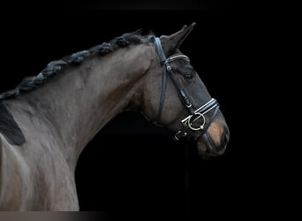 Sportivo Tedesco / Sportivo della Germania, Castrone, 4 Anni, 168 cm, Baio scuro, in Tauberrettersheim