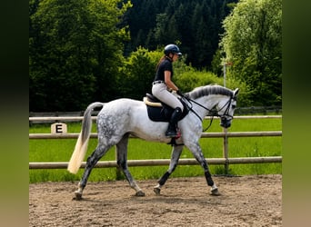 Irish Sport Horse, Wallach, 9 Jahre, 168 cm, Schimmel, in Gummern