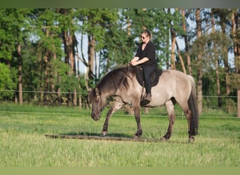 Icelandic Horse Mix, Mare, 16 years, 14.2 hh, Grullo, in Ribbesbüttel,