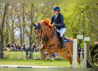 Caballo castrado 6 años