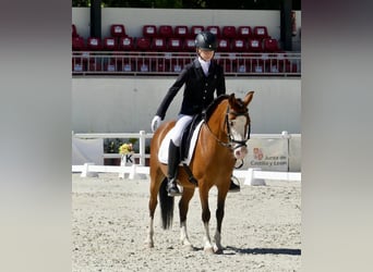 Classic Pony, Stute, 14 Jahre, 124 cm, Brauner, in Mojados