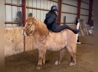 Icelandic Horse, Gelding, 15 years, 13.1 hh, Chestnut-Red, in Schneverdingen,