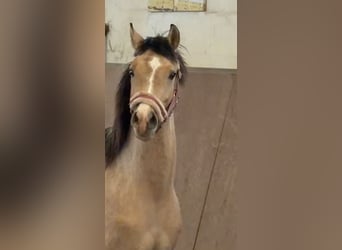 Poney de selle allemand, Étalon, 2 Ans, Buckskin, in Achim