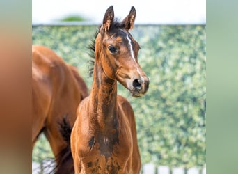 Westfaal, Hengst, Veulen (04/2026), Donkerbruin, in Mnster-Handorf