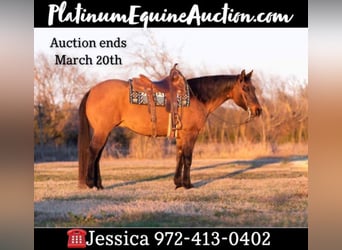 American Quarter Horse, Wallach, 11 Jahre, Falbe, in Ravenna TX,