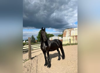 Friesian horses, Mare, 14 years, 15,3 hh, Black, in Marl