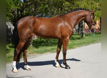 KWPN, Mare, 3 years, 16.1 hh, Brown, in Debrecen