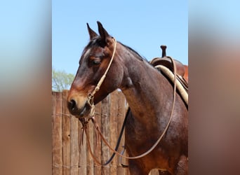 Quarter horse américain, Hongre, 6 Ans, 150 cm, Roan-Bay, in jOSHUA tx,