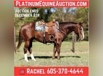 American Quarter Horse, Wallach, 10 Jahre, 150 cm, Dunkelfuchs, in Rusk TX