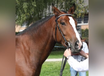 Freiberger, Wallach, 4 Jahre, 160 cm, Dunkelbrauner, in Thalheim an der Thur