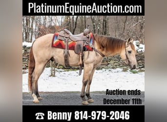 Quarter horse américain, Hongre, 7 Ans, 145 cm, Buckskin, in Everette PA,