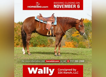 Quarter horse américain, Hongre, 9 Ans, 150 cm, Alezan brûlé, in Needmore, PA,