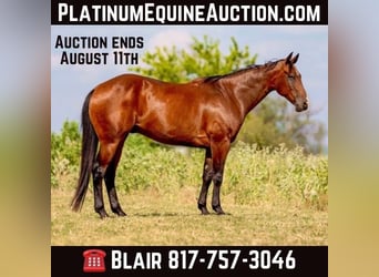 American Quarter Horse, Wallach, 11 Jahre, 160 cm, Rotbrauner, in Weatherford TX,