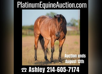 Quarter horse américain, Hongre, 14 Ans, Roan-Bay, in Weatherford TX,