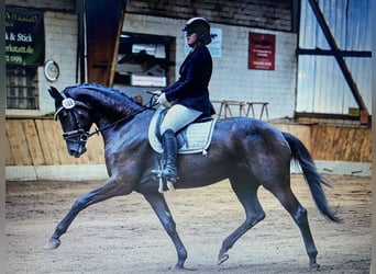 Hanovrien, Jument, 10 Ans, 180 cm, Noir, in Steinburg