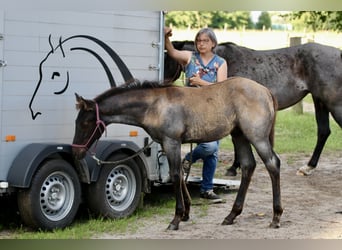 Hingst 