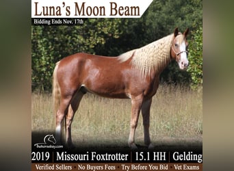 Missouri Foxtrotter, Wallach, 7 Jahre, 155 cm, Rotfuchs, in Festus, MO
