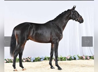 Gelding 4 years
