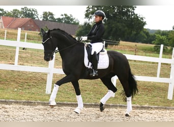 Deutsches Reitpferd, Wallach, 12 Jahre, 172 cm, Rappe, in Recke, bei Osnabr&#xFC;ck