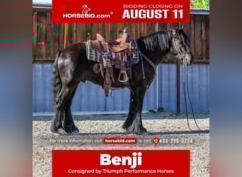 Gypsy Horse Mix, Gelding, 4 years, 14,1 hh, Black, in Hamilton, MT