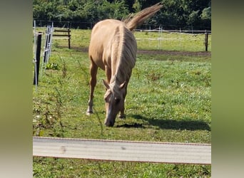 Poni alemán, Semental, 5 años, Palomino, in Bad Zwischenahn
