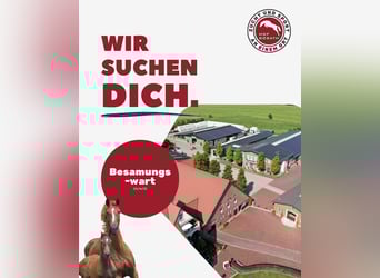 Besamungswarte aufgepasst: Team Sosath sucht Unterstützung für die Hengststation
