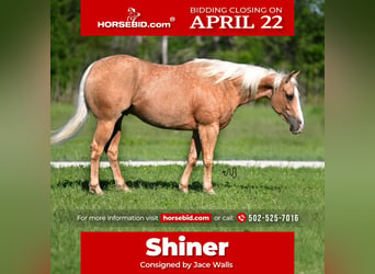 American Quarter Horse, Wallach, 4 Jahre, 152 cm, Palomino, in Waco, TX,