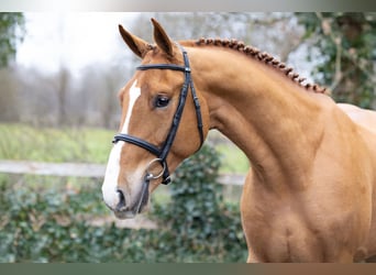KWPN, Castrone, 3 Anni, 169 cm, , in WK Heerde