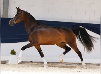 Duitse rijpony, Merrie, 3 Jaar, 153 cm, Bruin, in Marsberg