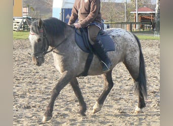 More ponies/small horses, Mare, 7 years, 14.1 hh, Leopard-Piebald, in Frauenprießnitz,
