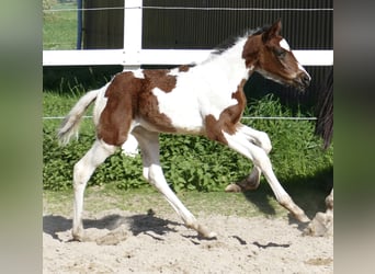 Meer warmbloeden, Merrie, veulen (04/2024), 172 cm, Gevlekt-paard, in Borgentreich,