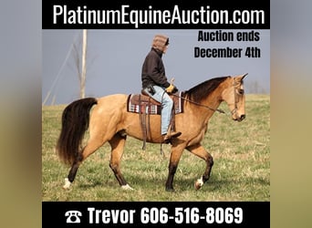 Kentucky Mountain Saddle Horse, Wallach, 15 Jahre, 163 cm, Buckskin, in Whitley City KY,