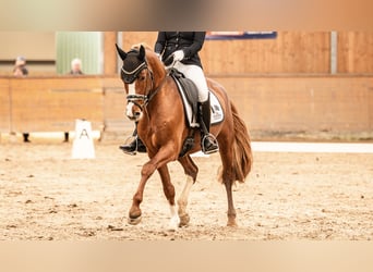 German Riding Pony, Gelding, 5 years, 14,2 hh, Chestnut-Red, in Springe,