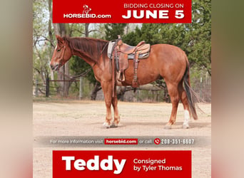Quarter horse américain, Hongre, 5 Ans, 152 cm, Alezan brûlé, in Canadian, TX,