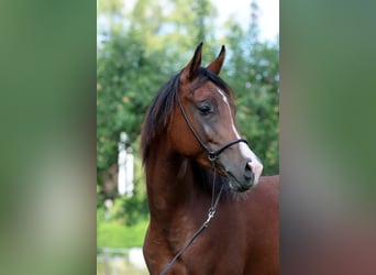 Arabian horses, Gelding, 1 year, 15 hh, Brown, in Ammerbuch