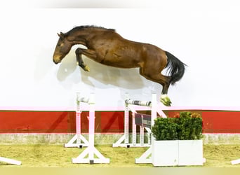 Belga, Castrone, 3 Anni, 163 cm, , in Waddinxveen