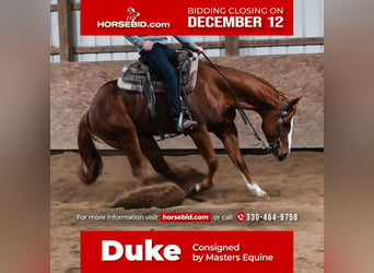 Quarter horse américain Croisé, Hongre, 10 Ans, 152 cm, Alezan cuivré, in Dalton, OH,